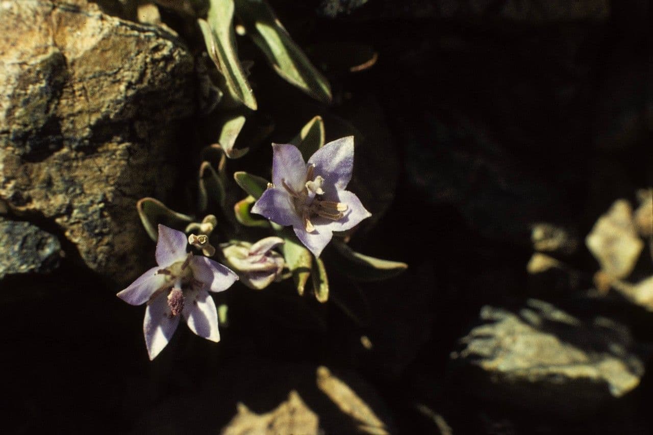 Campanula