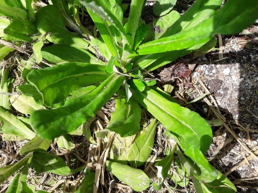 Gnaphalium americano 17
