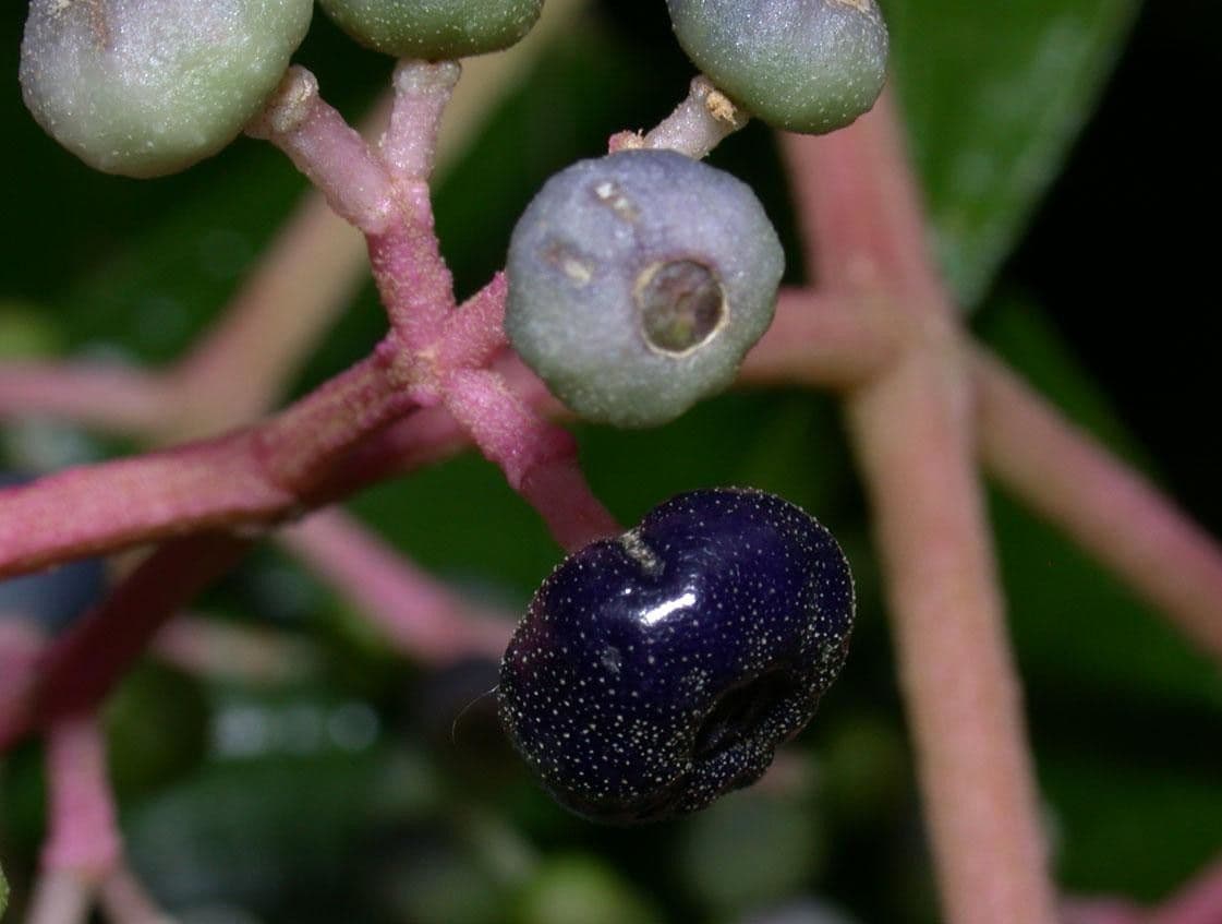Miconia affine 2