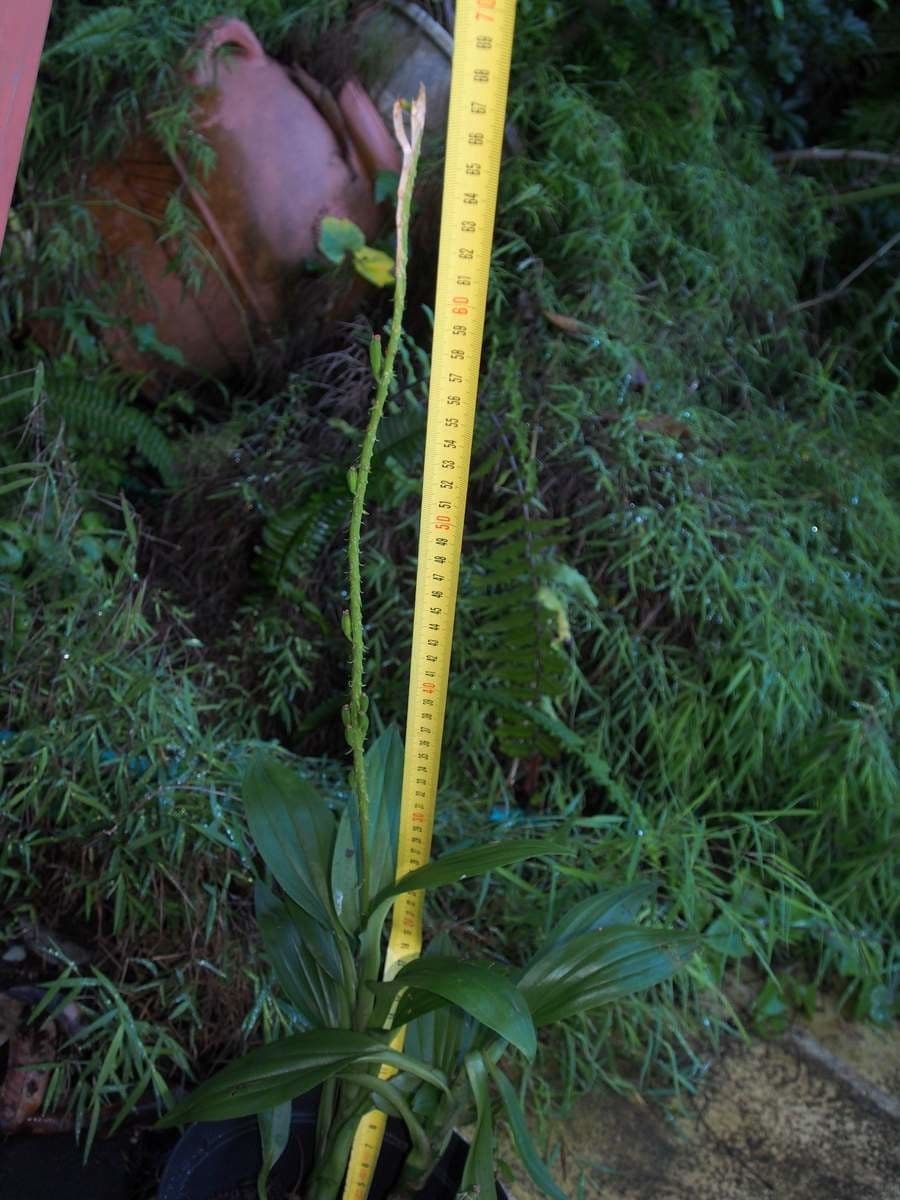 Crepidium taurino 11