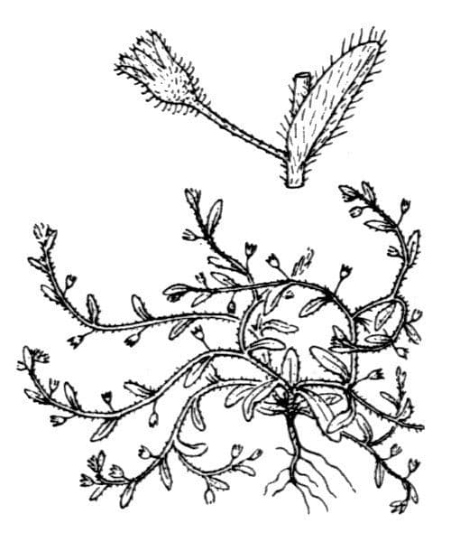 Miosotide ramosissima 28
