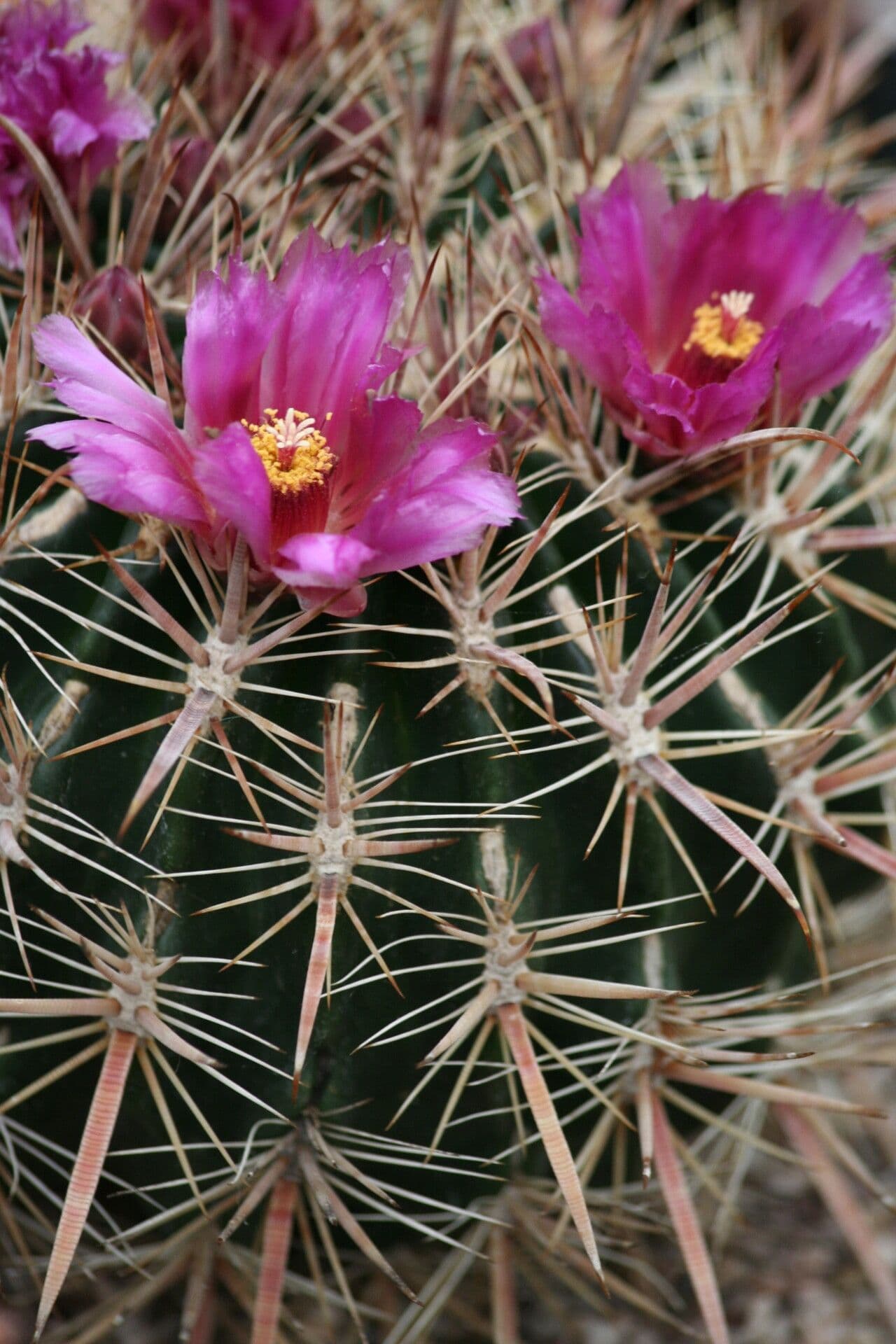 Ferocactus