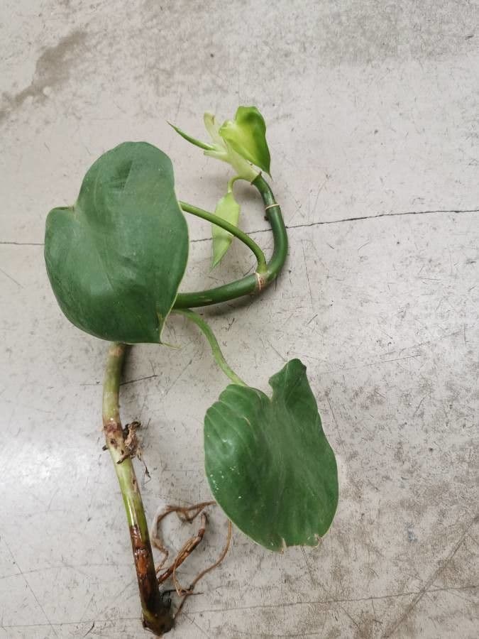 Philodendron