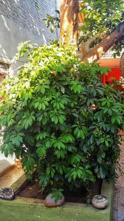 Schefflera arbicole 29