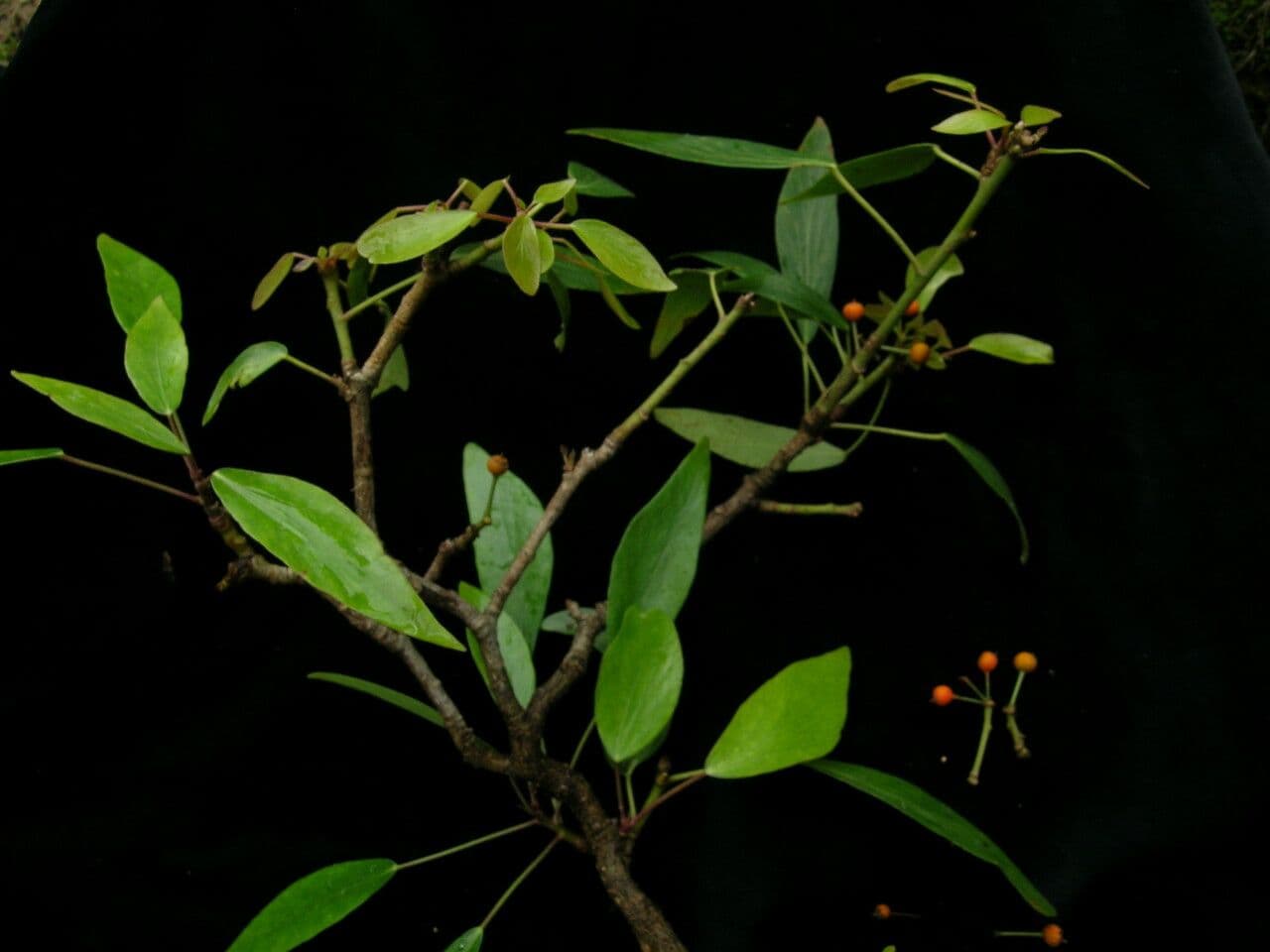 Edera nepalese 5