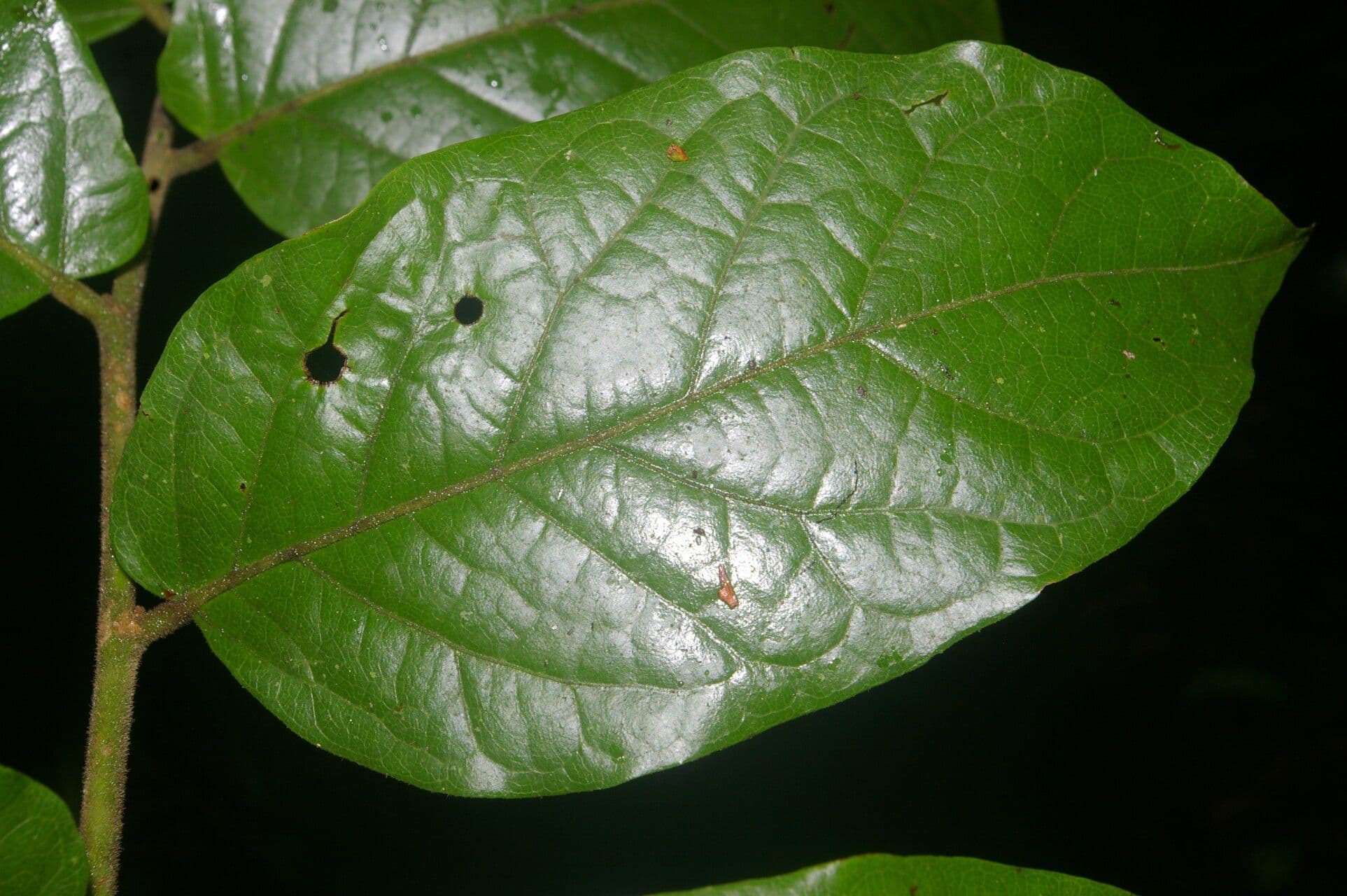 Mortoniodendron 13