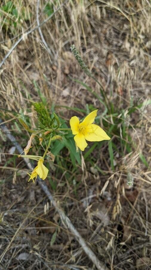 Oenothera rhombipetala 2