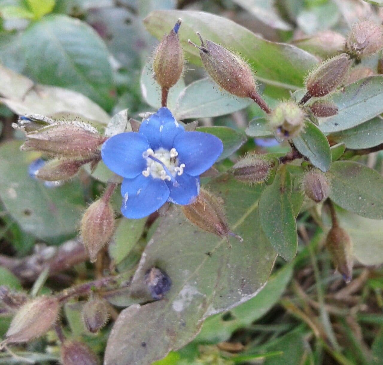 Hydrolea 10