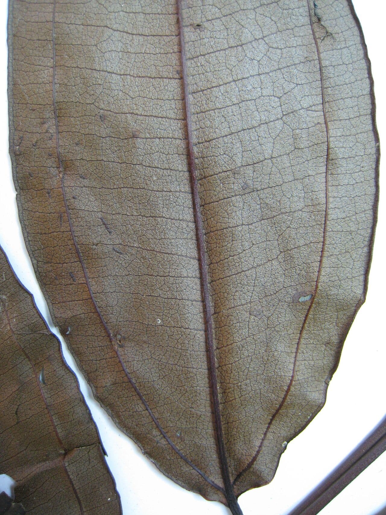 Miconia 3