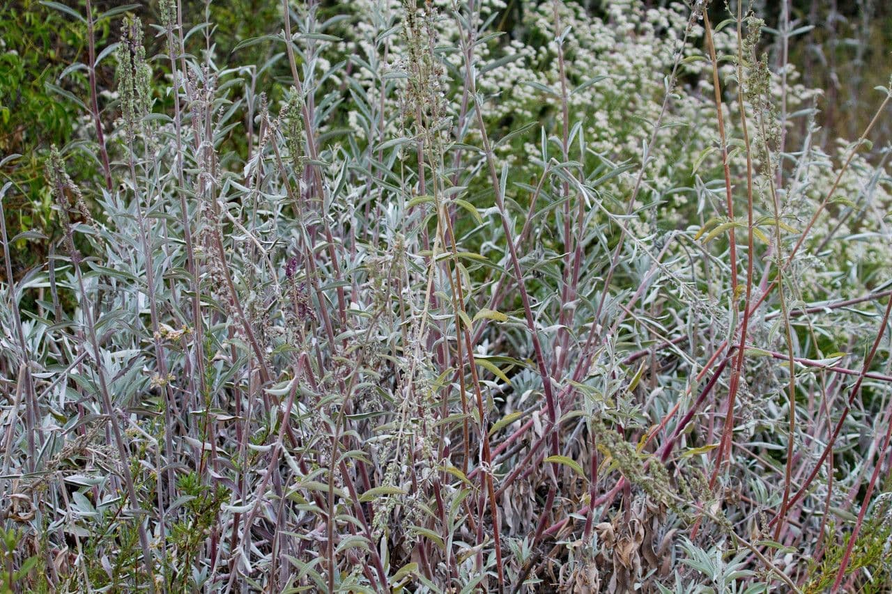 Salvia bianca 25