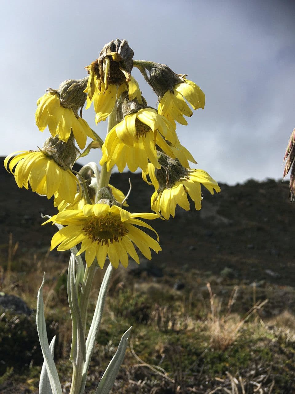 Senecio 5