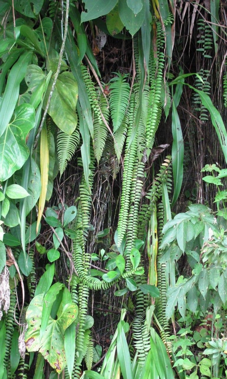 Nephrolepis