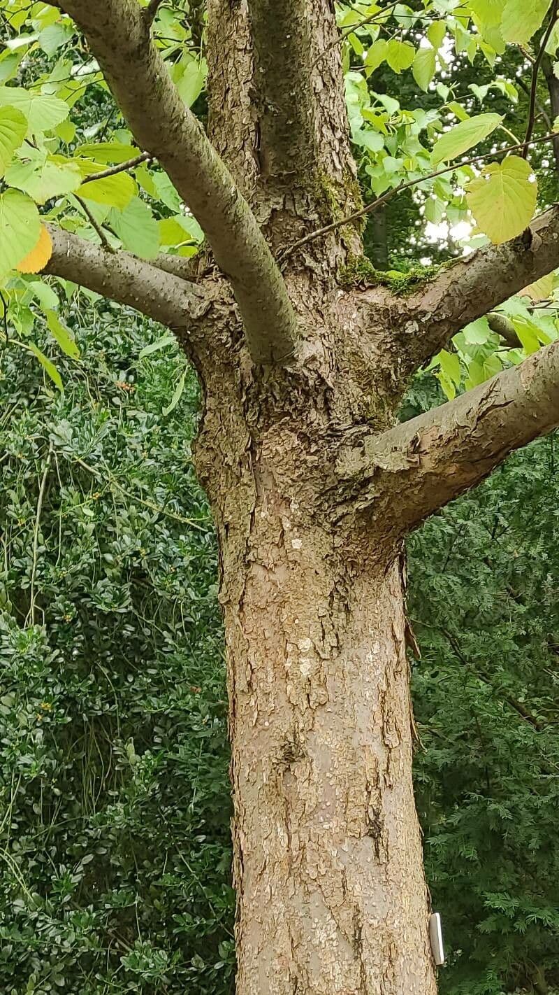 Taschentuchbaum 24