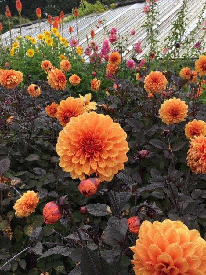 Dalia 13