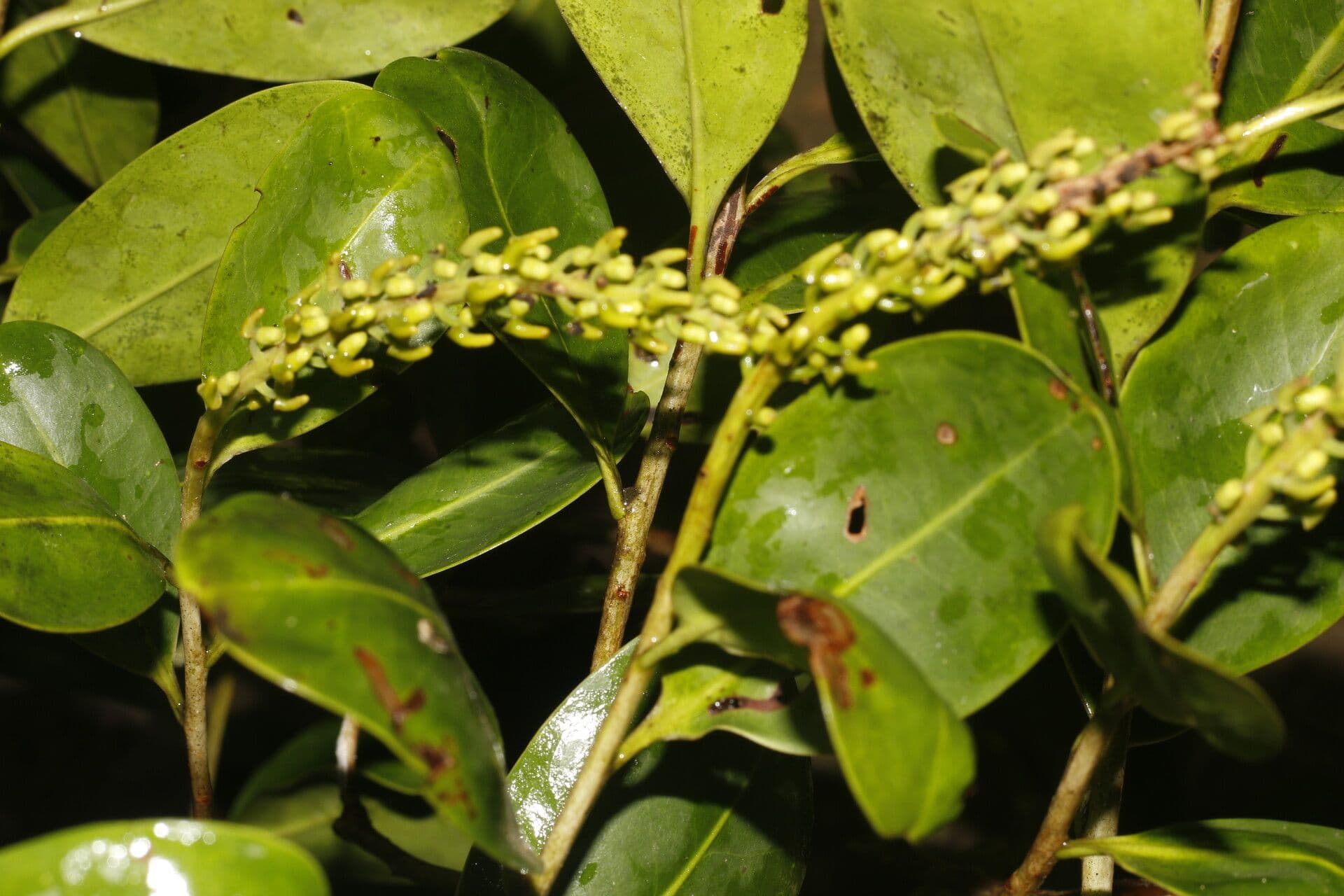 Souroubea 3