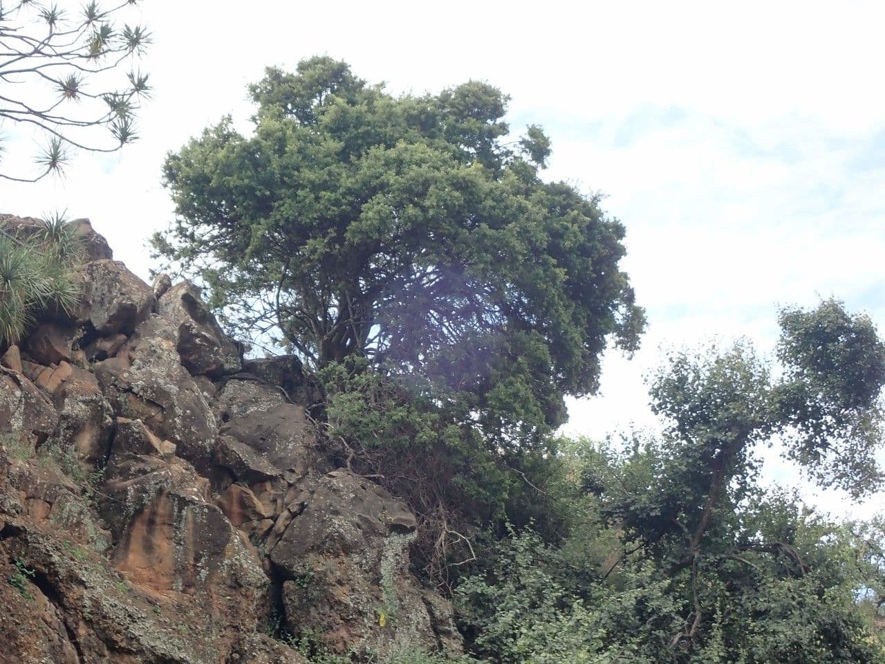 Maerua triphylla 8