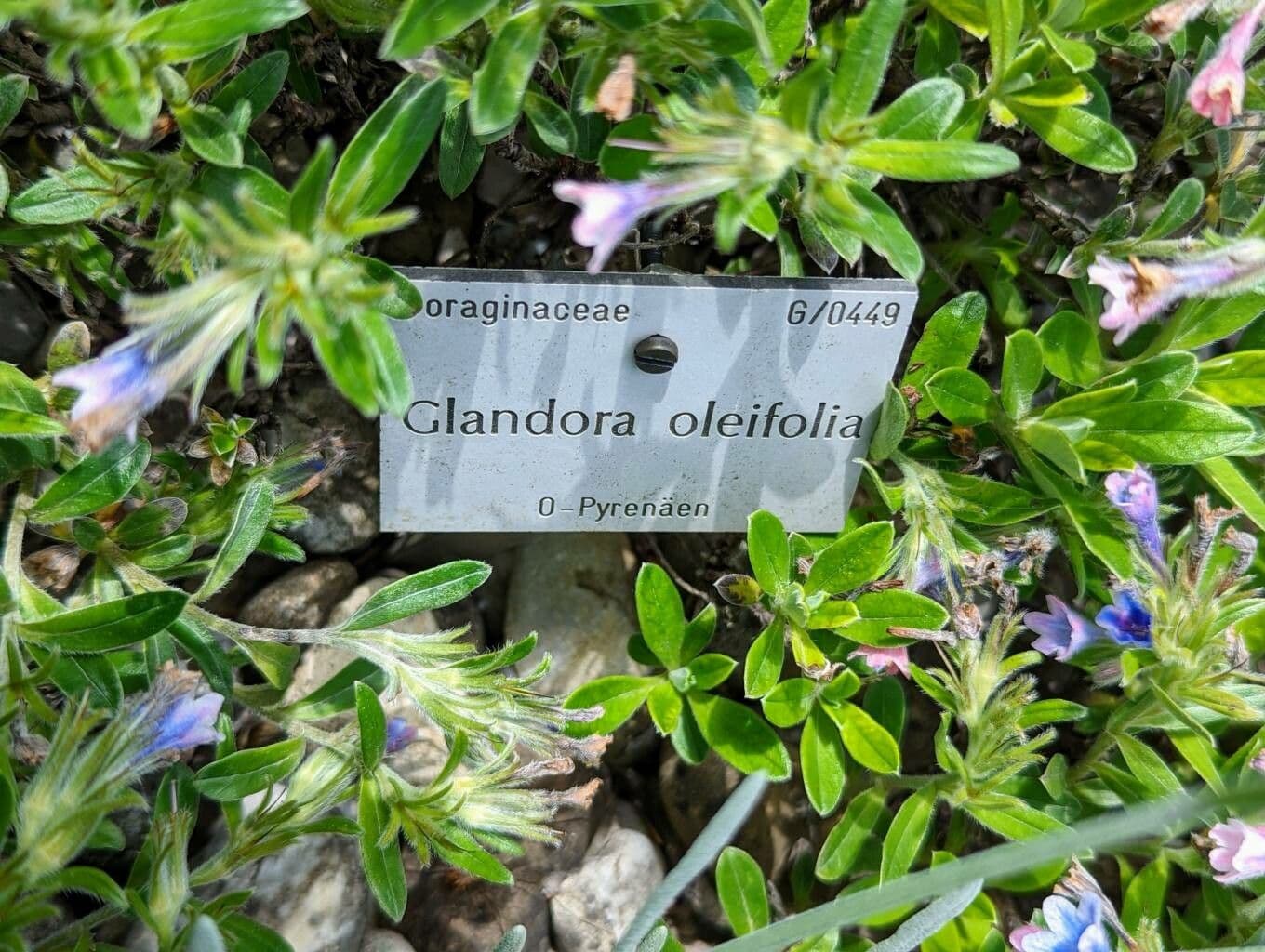 Glandora 12