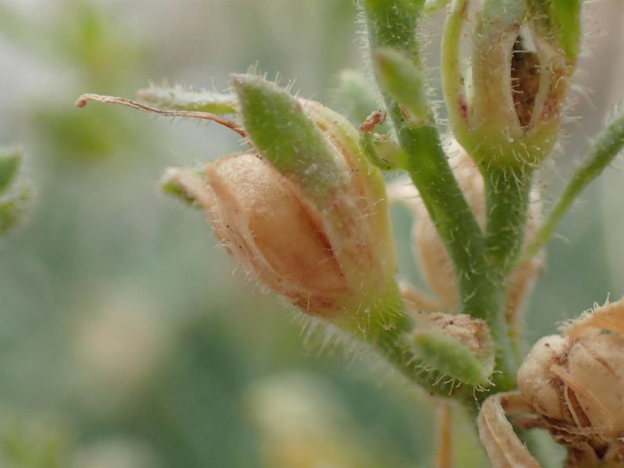 Linaria supina 2