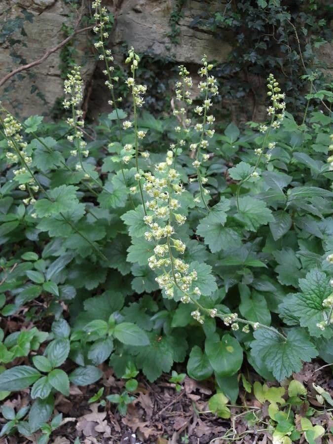 Tellima grandiflora 14