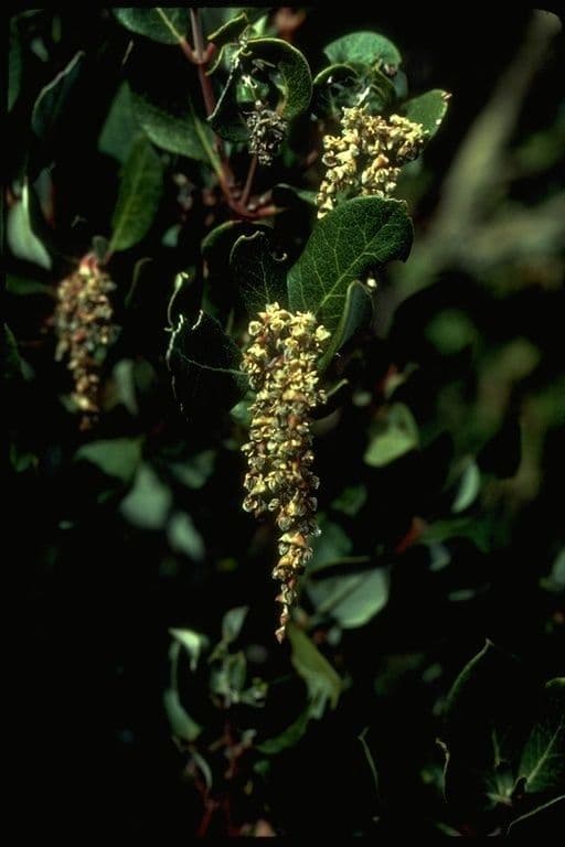 Garrya veatchii 3