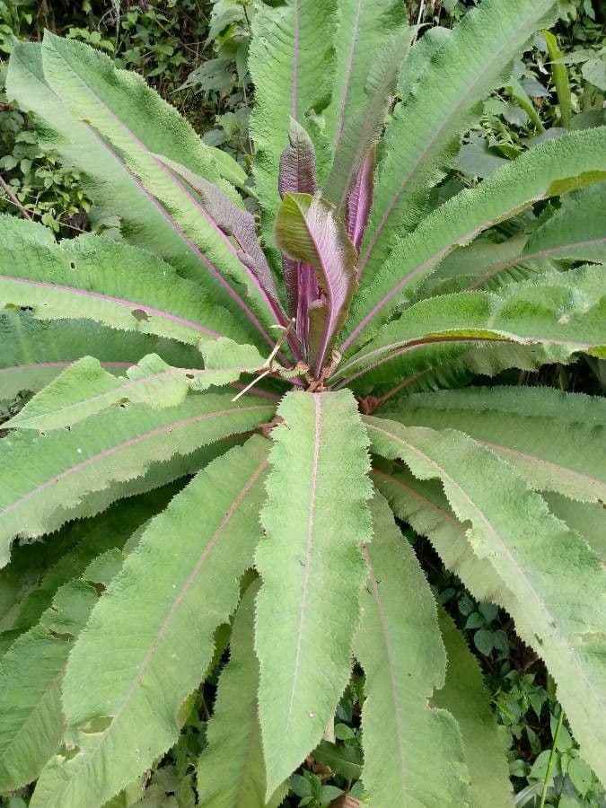 Lobelia 9