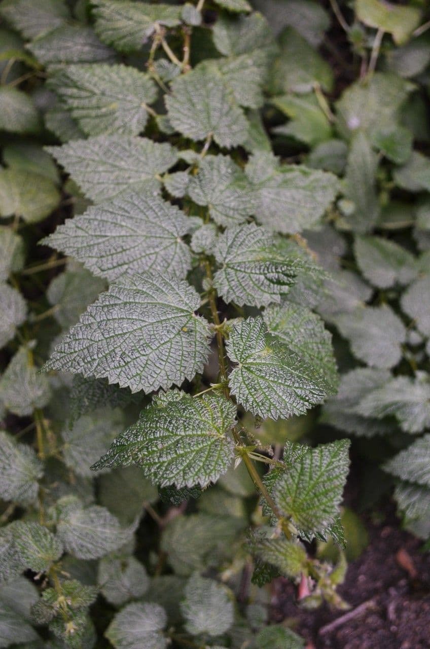 Ortica morifolia 15