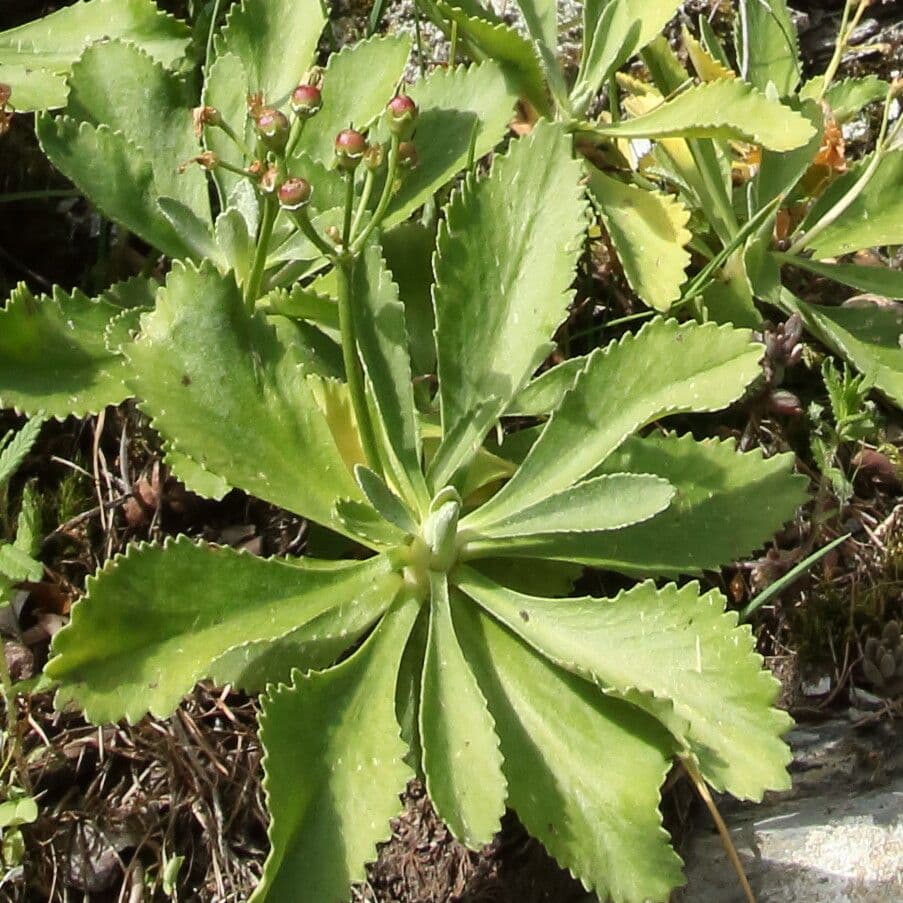 Primavera marginada