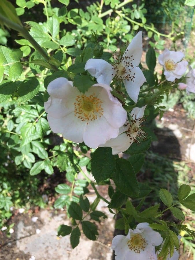 Corymb rose 6