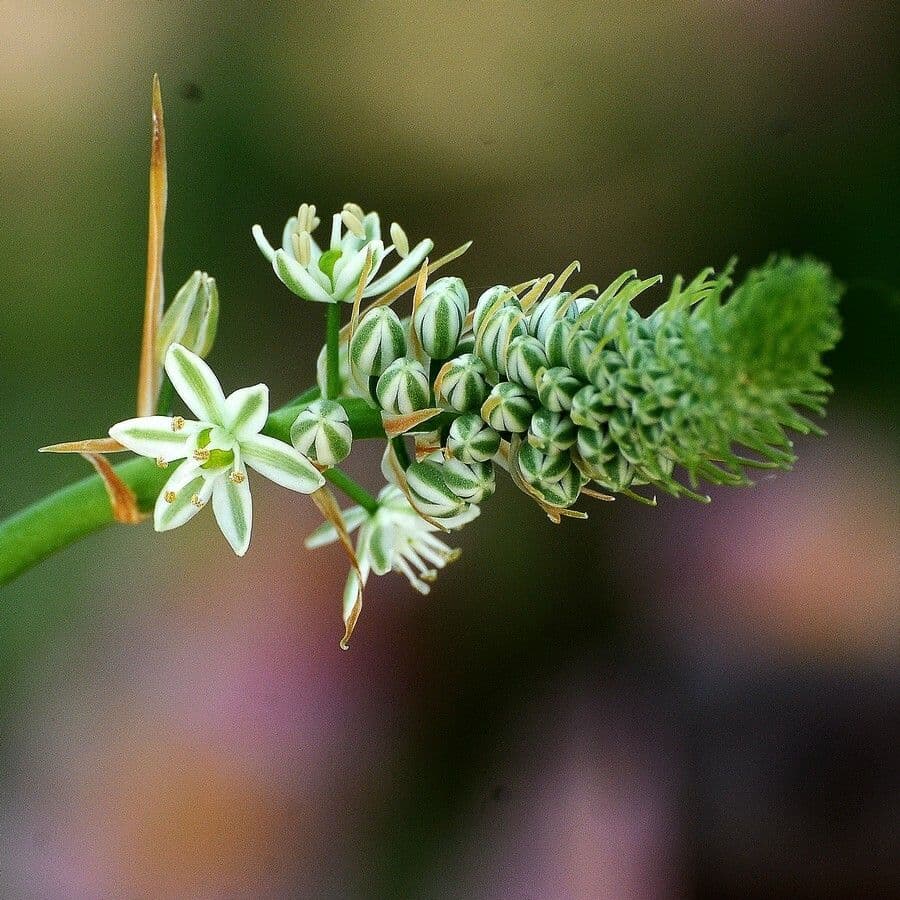 Albuca 4