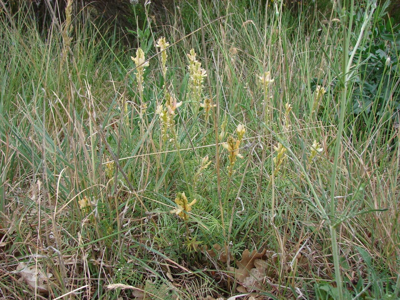 Serradella 11