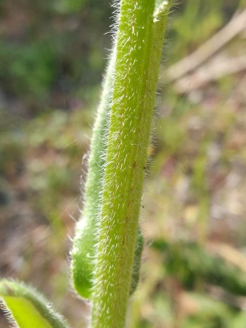 Lingua di bue officinale 21