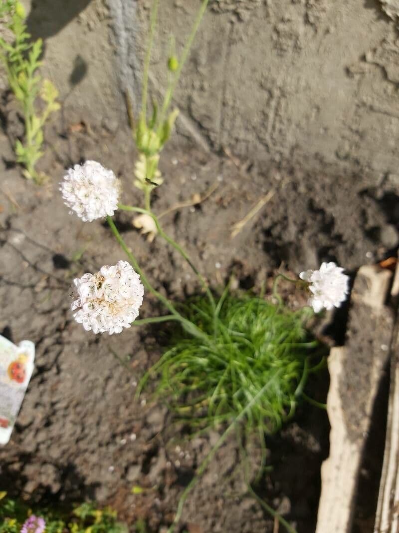 Armeria 28
