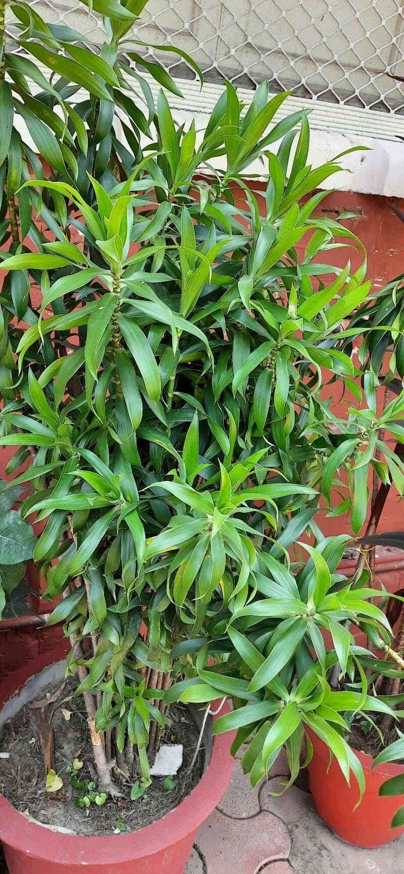Schmalblättriger Drachenbaum 7
