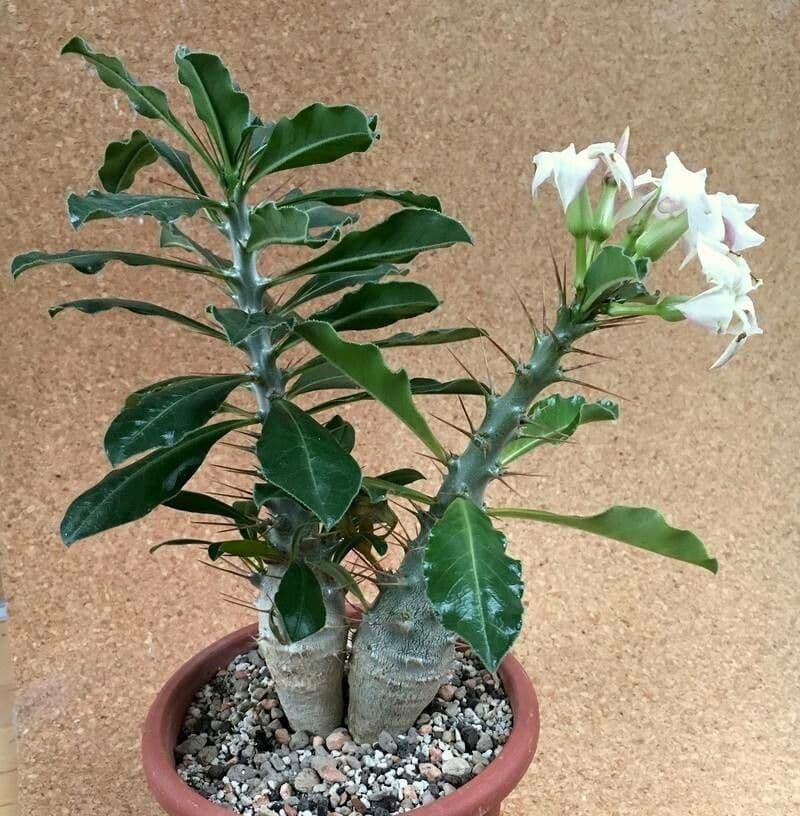 Pachypodium 19