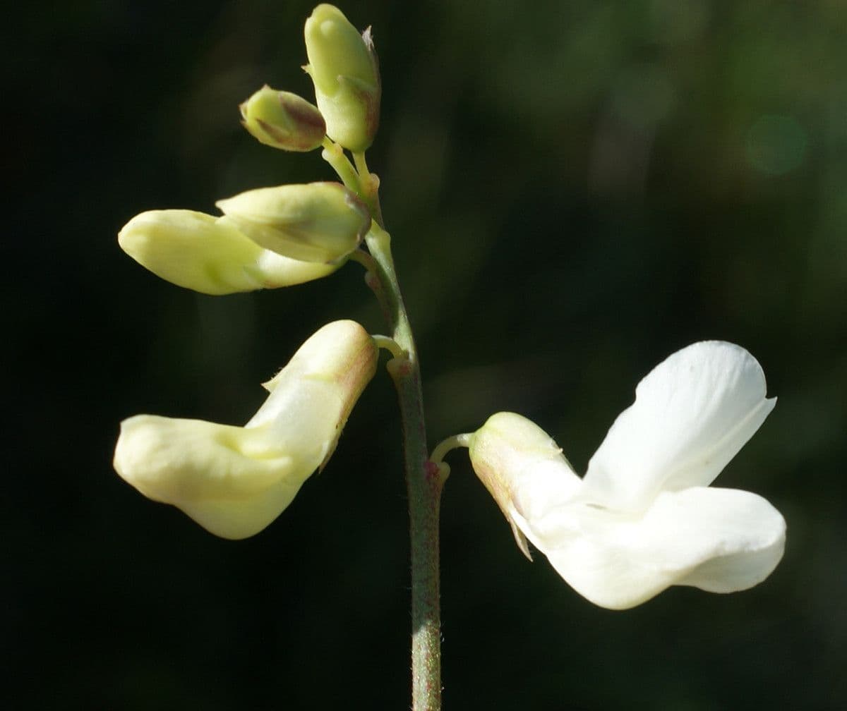 Lathyrus 7