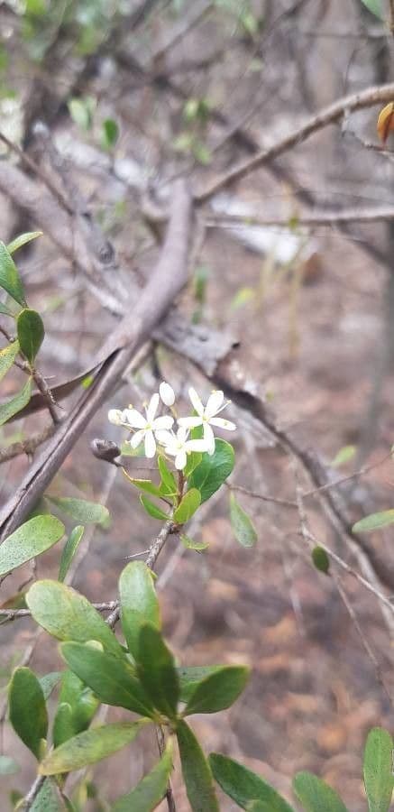Bursaria spinosa 4