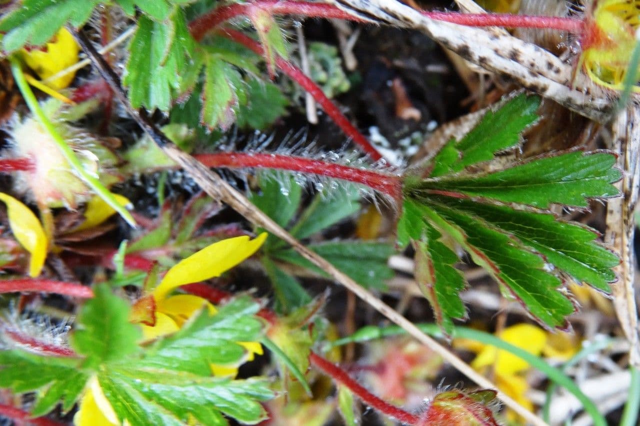 Potentilla pyrenaica 16