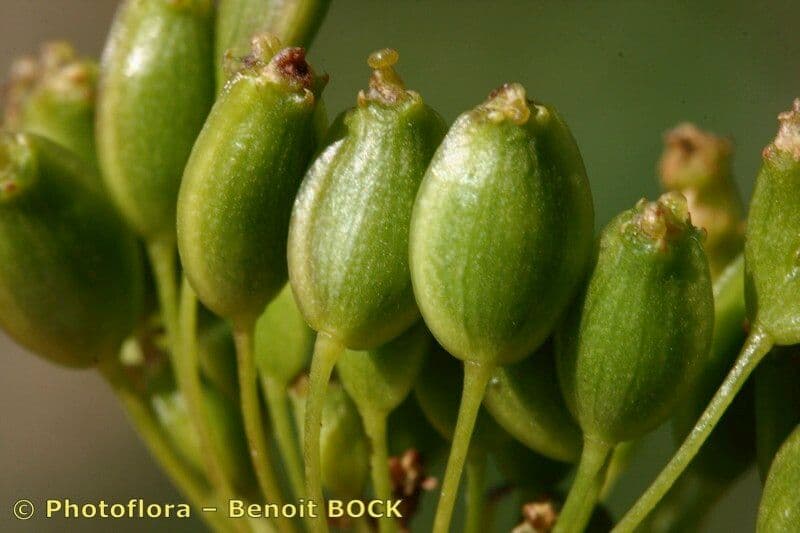 Peucedano 3