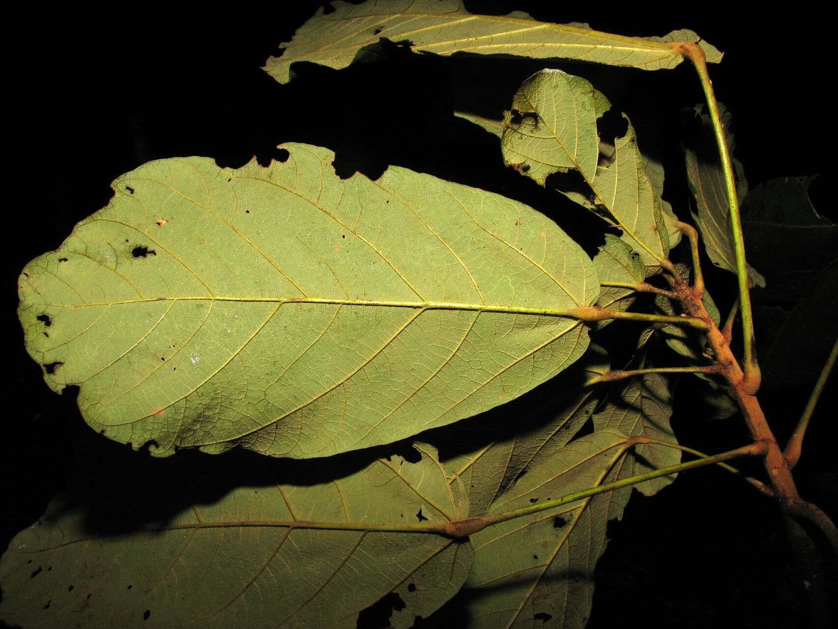 Sterculia 2
