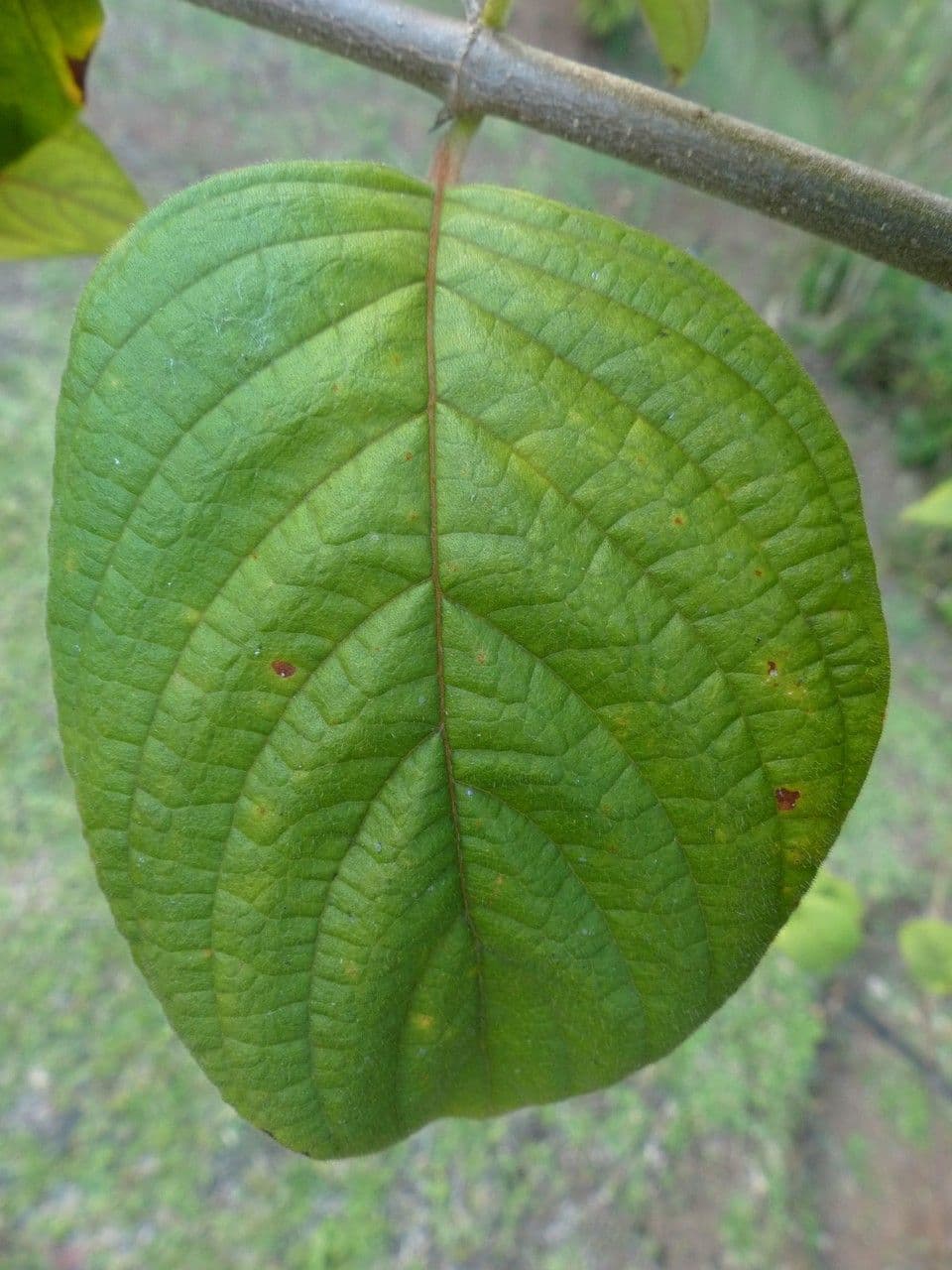 Mussaenda erythrophylla 11