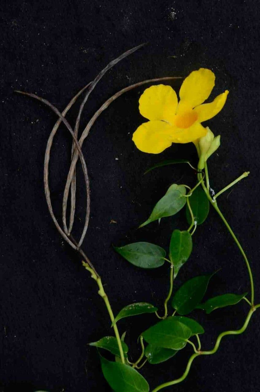 Mandevilla 4