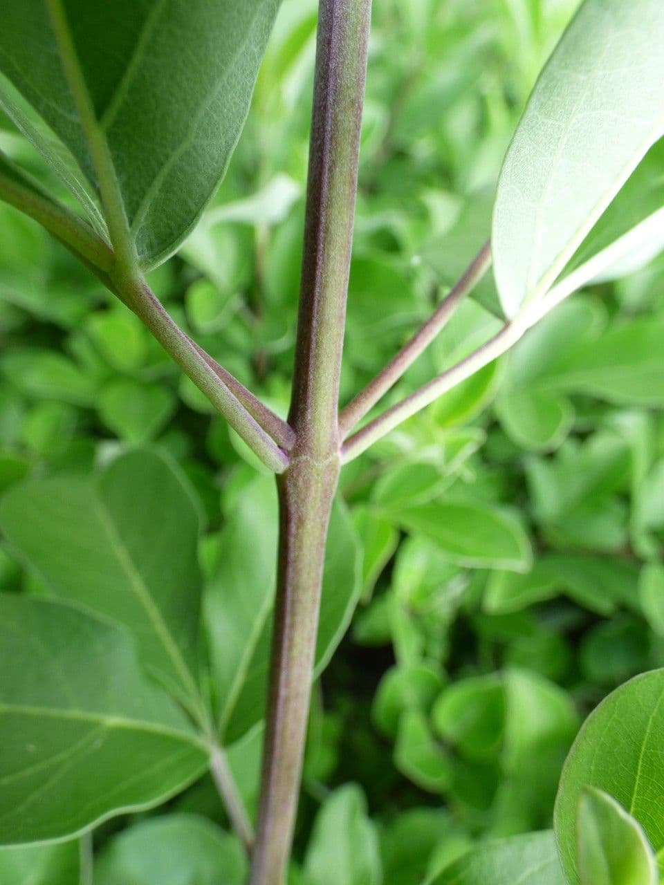 Vitice trifogliata 25