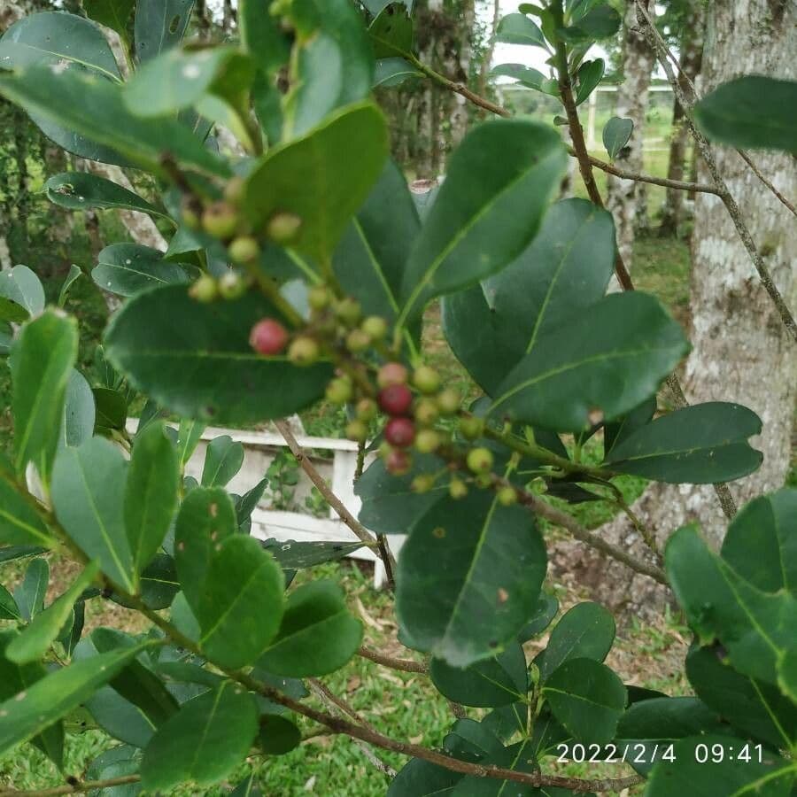Erva mate 3