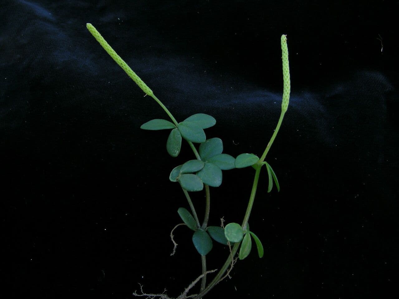 Peperomia 4
