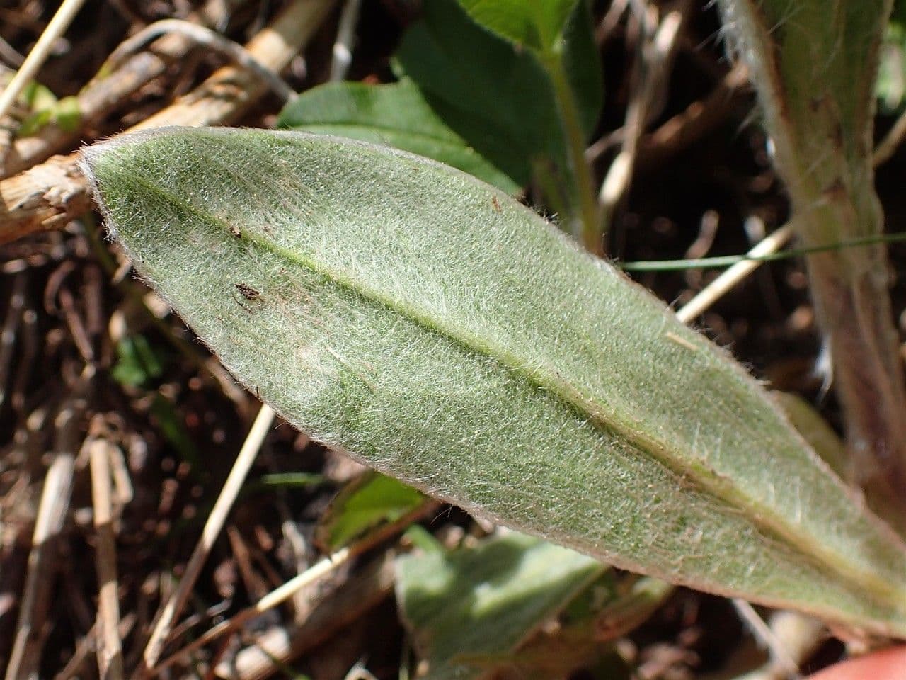 Silene 11