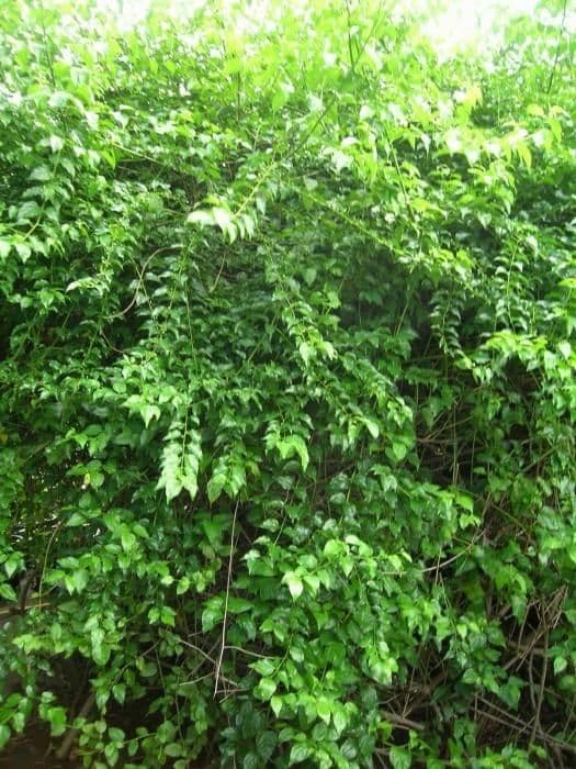 Colubrina 12