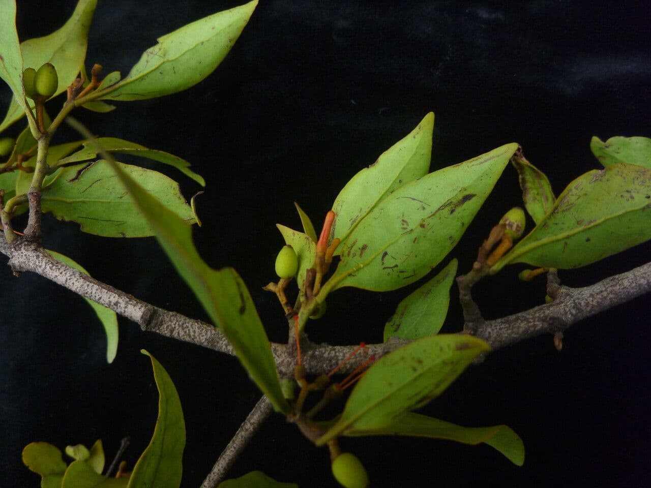 Helixanthera 3