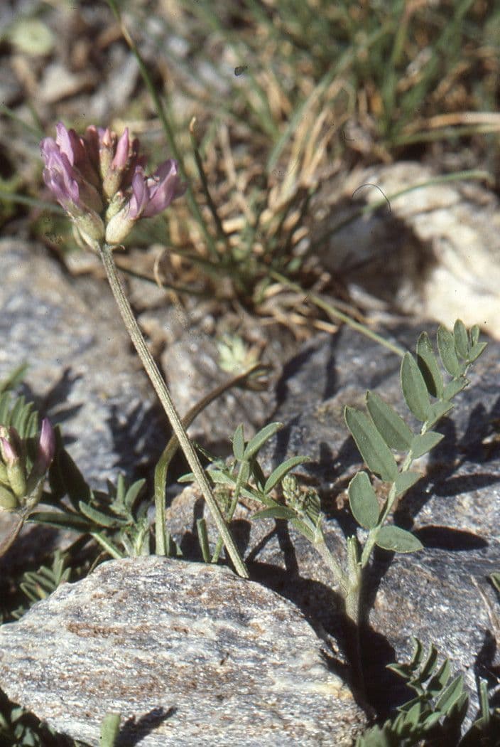 Astragalus 9