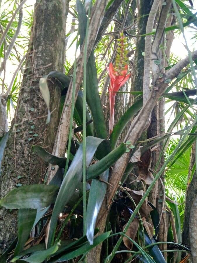 Aechmea nudicaulis 25