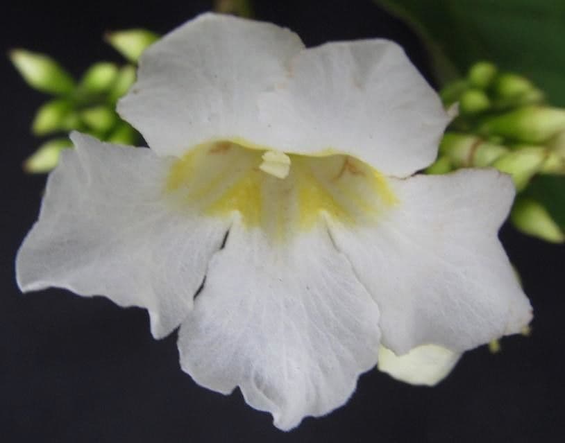 Lundia corimbosa 4